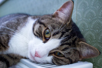 Fototapeta na wymiar Striped pet cat lies on warm radiator resting and relaxing