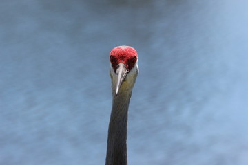 Fototapeta premium Portrait of a Sandhill Crane 