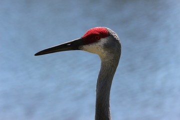 Portrait of a Sandhill Crane 