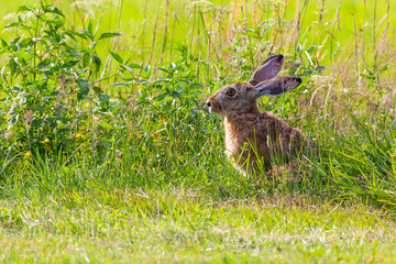Fototapeta premium Hare sitting on meadow. Copy space.