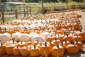 Pumpkin Patch