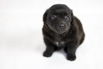 Fototapeta premium Black male cub looking at the camera.