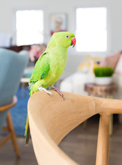 Indian Ringneck Parrot