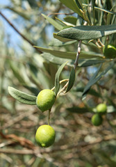 Obraz premium Olives vertes dans un olivier