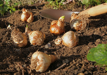 Plantation de bulbes de fleurs en automne
