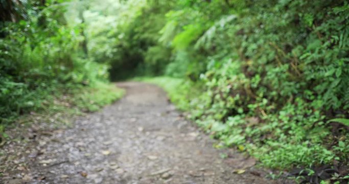 Beautiful nature background of hiking path through Costa Rican forest