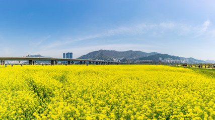 Canola Yuchae Festival at Daejeo Ecological Park , Busan, South Korea