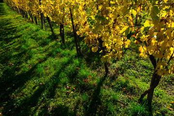 yellow grape leaves at vinery, october