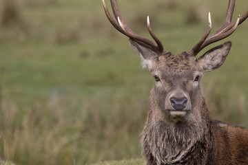 Naklejka na ściany i meble Red deer stag, Cervus elaphus, resting, walking, postering during autumn rut, cairngorms NP, scotland.
