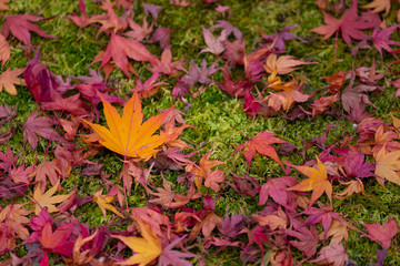 Naklejka na ściany i meble Maple leaves in Autumn, Kyoto, Japan