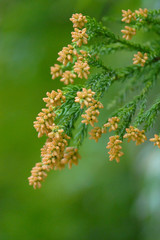 杉の花