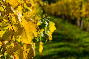 yellow grape leaves at vinery, october