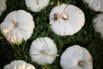 Group of Large White Flat Pumpkins Lying in the Grass at a Pumpkin Patch Harvest, Halloween, Thanksgiving Concept