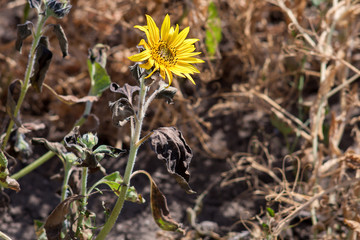 small sunflower