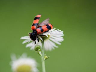 Bug on a annual daisy