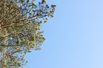 Pine tree branches against blue sky