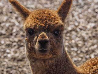 Fototapeta premium Young alpaca portrait