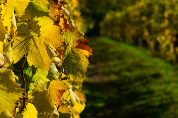 yellow grape leaves at vinery, october