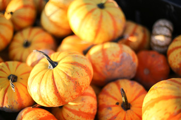 Group pile of small orange yellow decorative pumpkins - Autumn harvest, Halloween, Thanksgiving concept