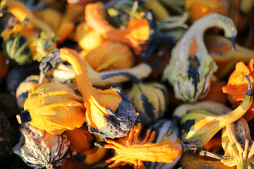 Top View Pile of Colorful Ornamental Fall Gourds in a Crate - Autumn Halloween or Thanksgiving Concept Background