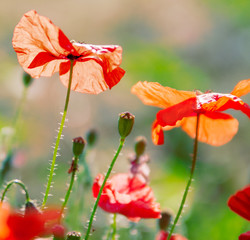 red poppies