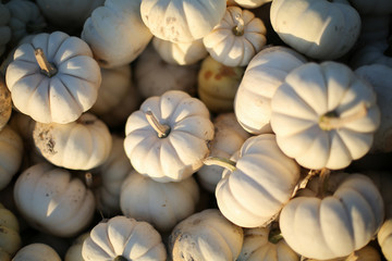 Bushel of Small White Pumpkins, Group of Miniature Decorative Pumpkins for Sale at a Pumpkin Patch. Full frame background image - harvest, Halloween, Thanksgiving Concept
