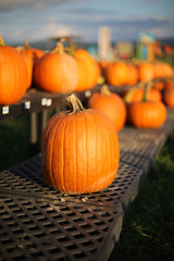 Orange Pumpkins on Display for Sale at a Farmers Market or Pumpkin Patch - Harvest, Halloween, Thanksgiving Concept