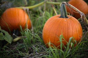 Ripe Orange Pumpkin Plants Ready to be Picked for Harvest in a Pumpkin Patch Field, Fall Halloween...