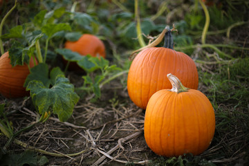 Ripe Orange Pumpkin Plants Ready to be Picked for Harvest in a Pumpkin Patch Field, Fall Halloween or Thanksgiving Concept
