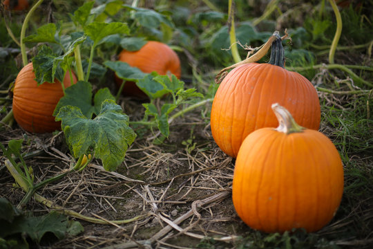 Ripe Orange Pumpkin Plants Ready to be Picked for Harvest in a Pumpkin Patch Field, Fall Halloween or Thanksgiving Concept