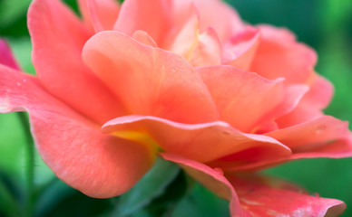 Blooming Tea Rose in a Coral Color Close up 