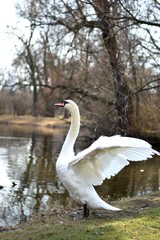 white swan in a park in Leipzig, Germany