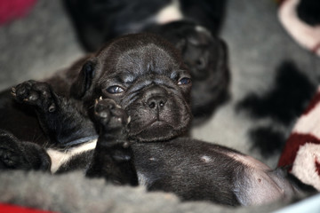 Baby funny french bulldog 