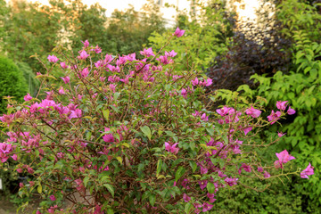 Bush bright pink flowers. Garden surrounded by greenery.