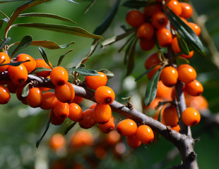 branch of seabuckthorn