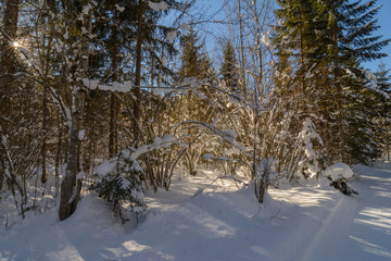 Sonne im verschneiten Wald neben der Loipe
