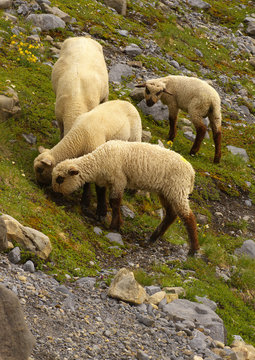 Group of grazing sheep on the mountain stony meadow