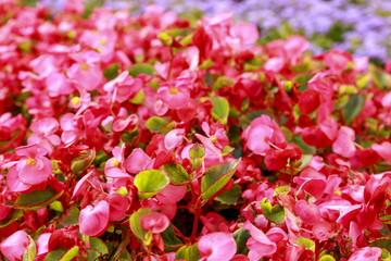 Flowerbed of bright pink flowers. Soft focus. Close-up of garden bed. Blurred floral background. Botanical photography.