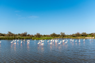 Fototapeta na wymiar Pink flamingos in the wild. Green mangroves surround a natural pond inhabited by a flock of birds