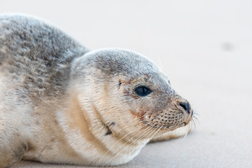 Close-up on the head of a young seal sitting on a beach © Pixavril