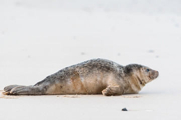 Young seal sitting on a beach © Pixavril