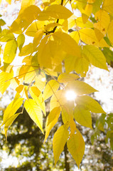 jesień, liść, żółty, pomarańczowy, zielony, drzewo, słońce, pora roku, gałęzie, roślina, złota, barwa, natura, park, makro, opad, charakter