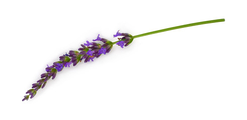 Isolated Lavender Plant.