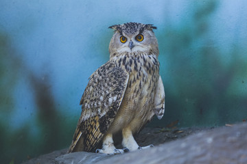Bird owl sitting on a branch