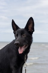 Portrait of youne german shepherd black color, happy dogs sitting in front of the sea.