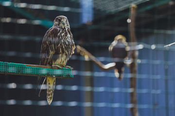 Bird Saker Falcon