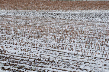 Schnee auf abgeernteten Maisfeld
