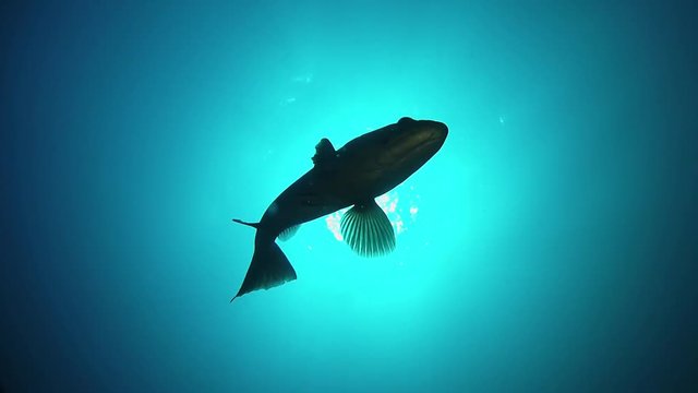 Underwater scene Backlight little groper fish swimming close to the camera