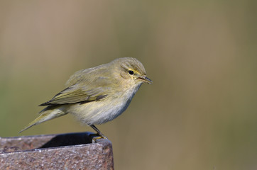 Chiffchaff - Phylloscopus collybita, Greece 