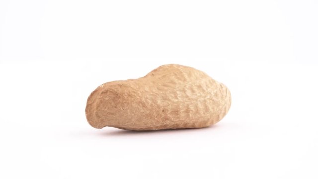 Single raw groundnut in the shell rotating on the turntable, isolated on white background. Close-up. Macro.